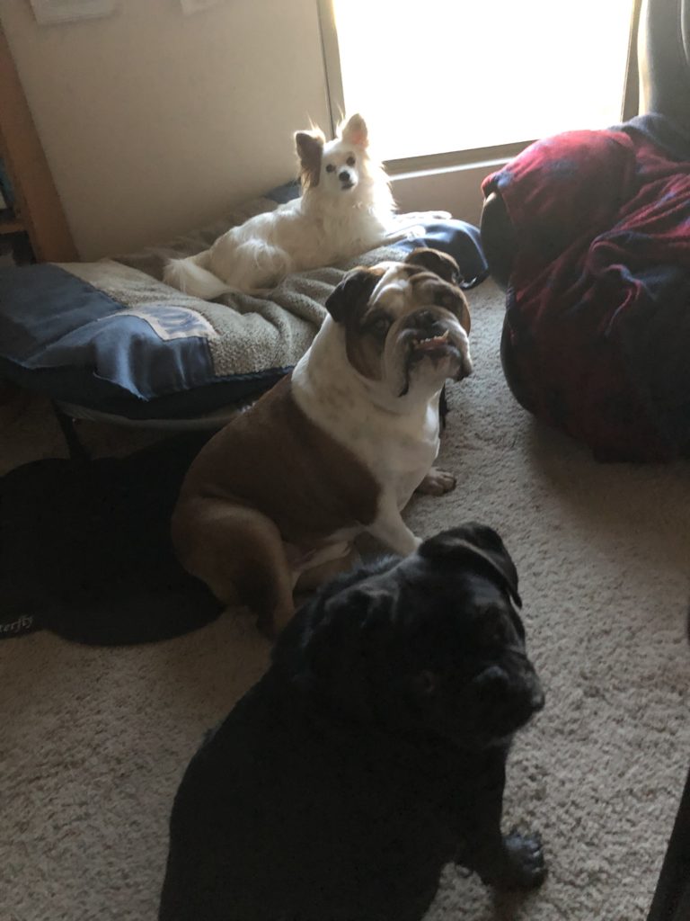 Bear, Chunk, and Max